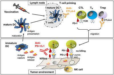 DGK-α: A Checkpoint in Cancer-Mediated Immuno-Inhibition and Target for Immunotherapy